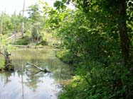 wetlands